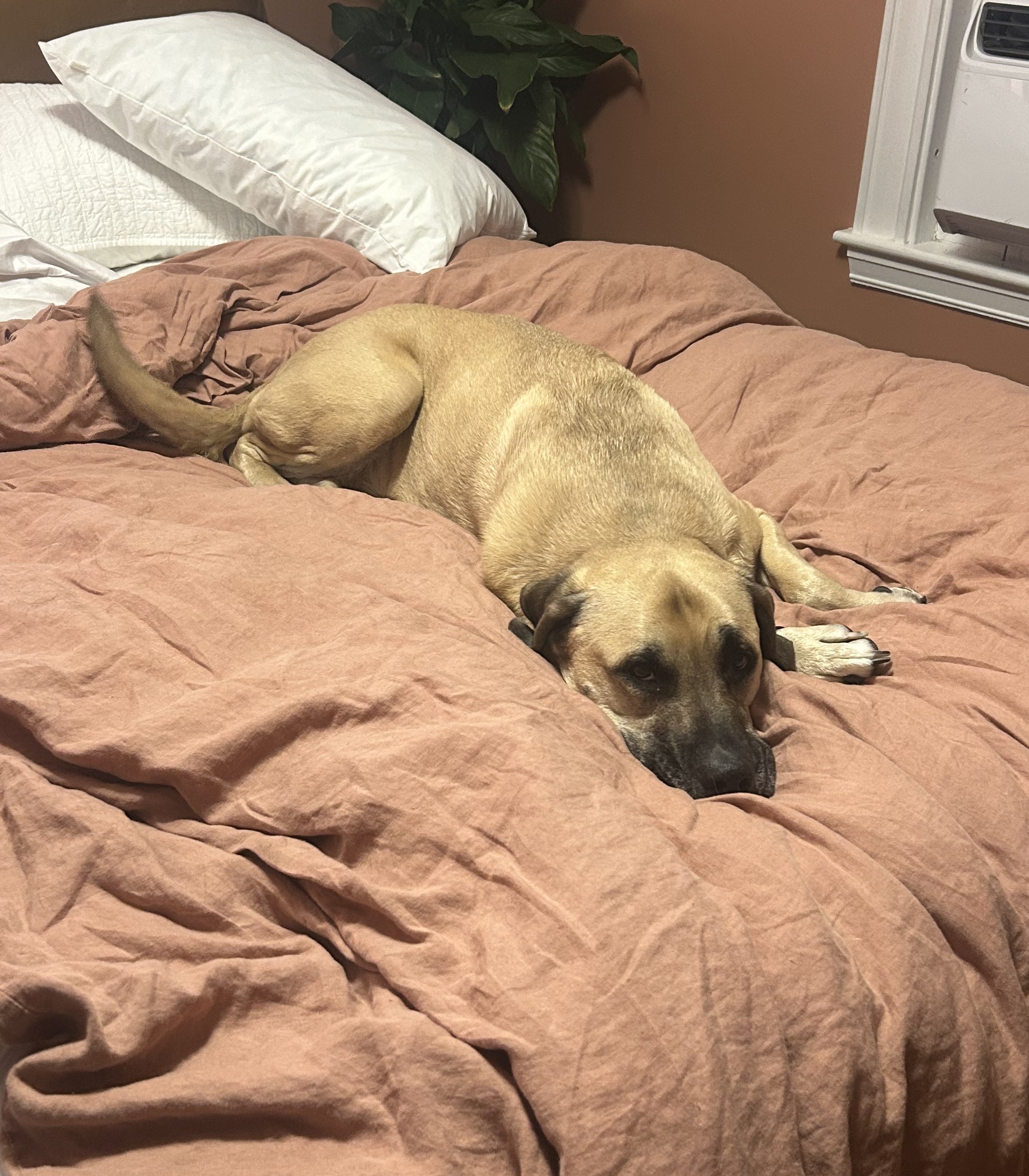 Dog relaxing on bed during overnight stay